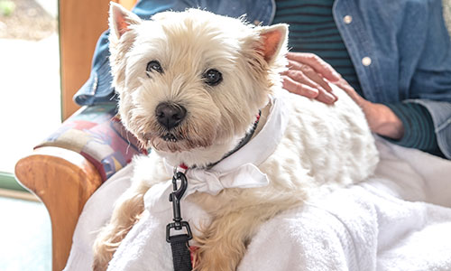 Pet Friendly Campus at Noel Manor